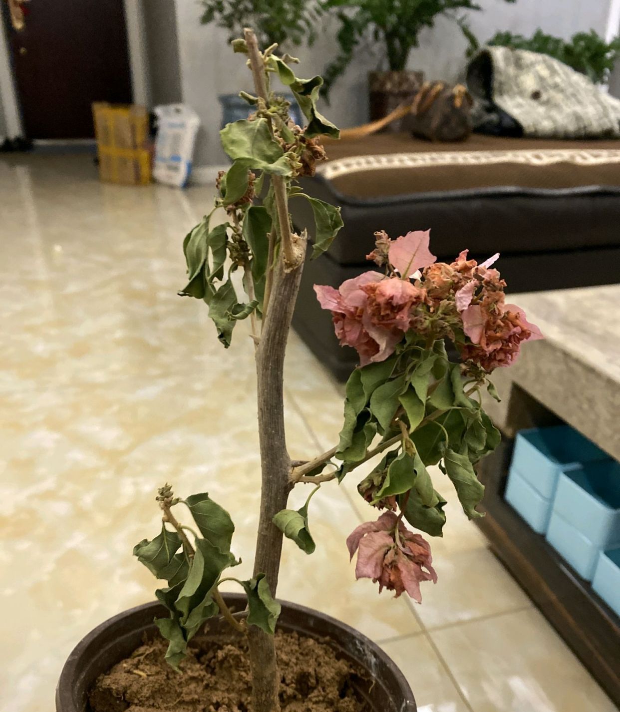 买到黄泥巴栽种的三角梅很闹心2个神操作服盆生根快早开花