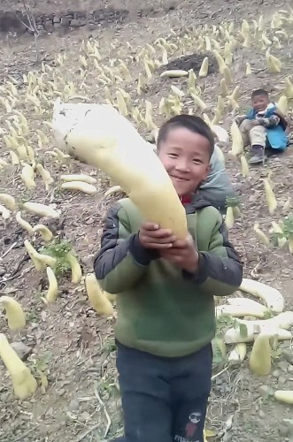 带劲,1个奶奶带4个孙子拔萝卜,哄了孩子还干了农活,欢快又热闹