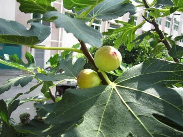 无花果树本质上属于小型的落叶乔木,因为跳过了开花步骤直接结果而得