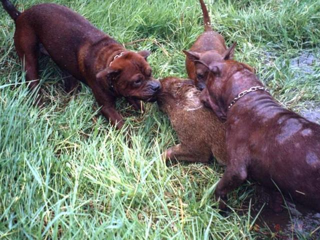 这三种农村土狗打猎超级强悍最后一种世界排名第三