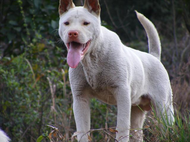 这三种农村土狗打猎超级强悍最后一种世界排名第三