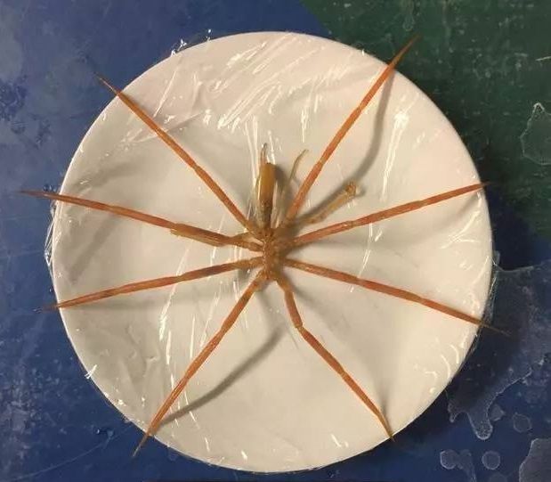 海蜘蛛用腿呼吸,甚至还用腿生孩子,它的身体构造为什么这么神奇