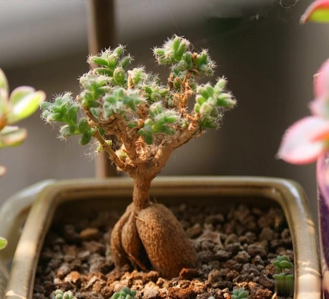 姬红小松很特别的多肉观根赏叶看花养在家中特别美