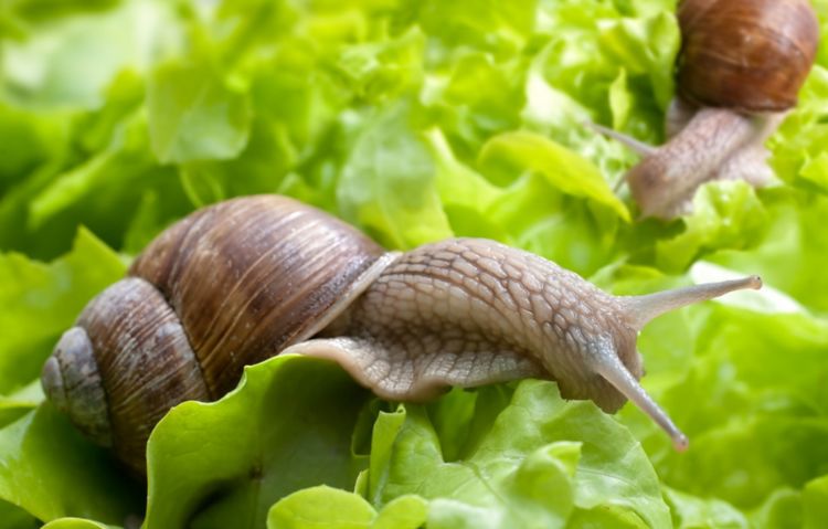 动作最慢的几种动物它们是如何保护自己的又是怎么觅食的