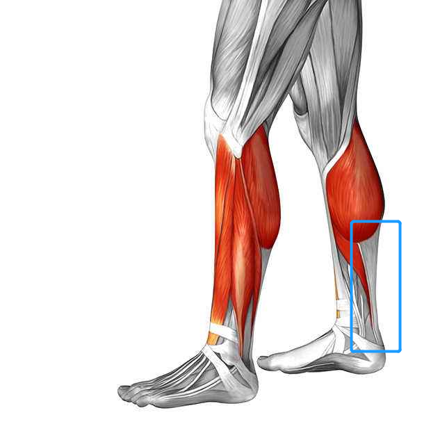 25岁身家过亿的她参加选秀?可撑不住身体的牙签腿看着有点悬啊!|腓肠