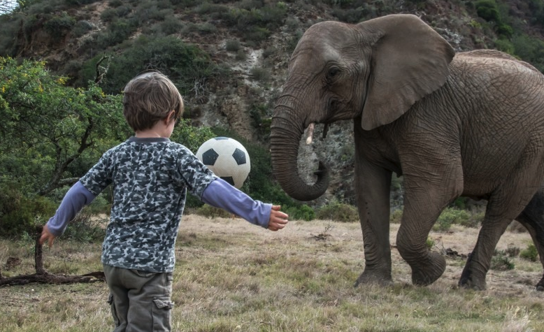 五岁男孩和三吨重的大象进行了一场非凡的足球比赛
