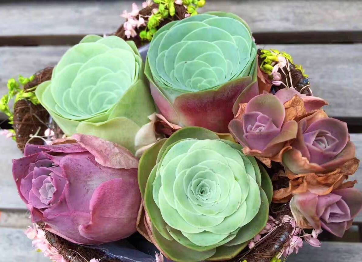 花卉种植技术:玫瑰多肉用什么盆种好,哪些盆有利于生长!