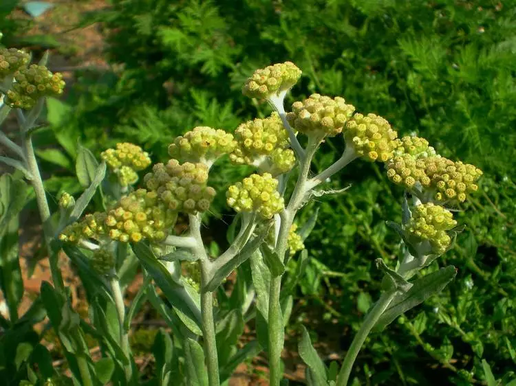 潮汕特色美食鼠曲粿浓浓的家乡味让人念念不忘