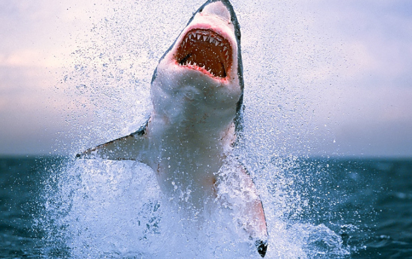 一种全新鲨鱼品种被发现,和其它鲨鱼大相径庭,它可以在水中走路