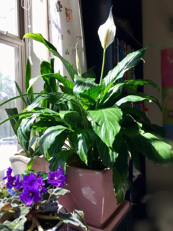 家养绿植白鹤芋寓意一帆风顺3点养护小技巧养的绿油油