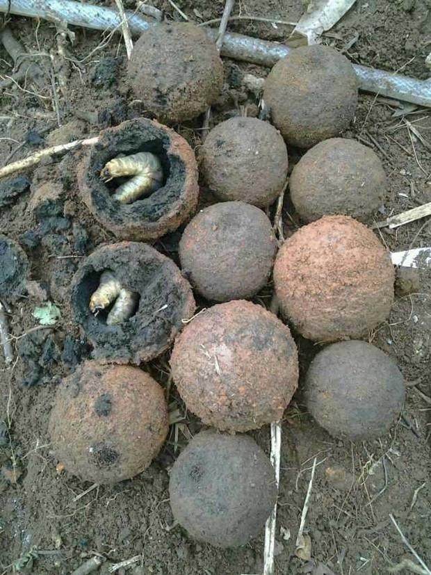 大叔|虫子|屎壳郎_新浪新闻