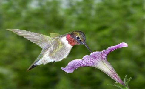 小的小鸟,就连它的卵也是迄今为止最小的卵,麦粒鸟原产国是属于非洲的