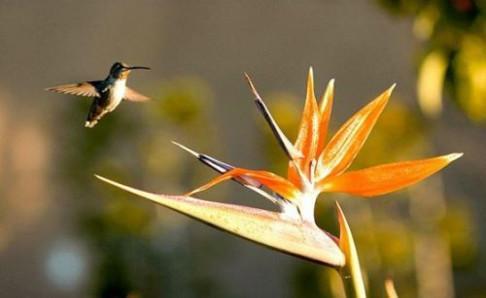 我们有着世界之最之称的小鸟就是麦粒鸟,它是世界上面迄今为止最小的