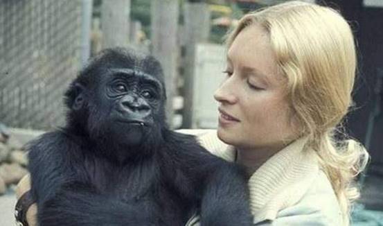 当年为验证而献身的女科学家,后来怎样了|猿猴|猩猩|人类_新浪新闻