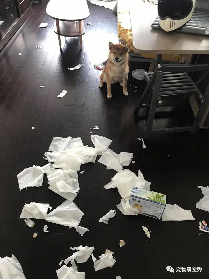 柴犬惯犯合力拆家肢解沙发还不算半个月咬断5次网线