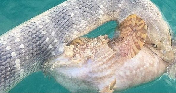 他非常好奇,走进一看才发现海蛇和鱼正在互咬着!