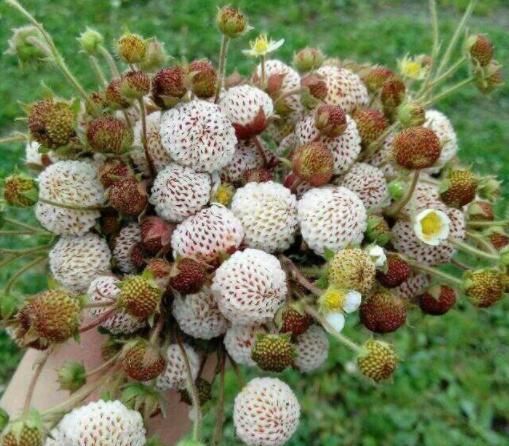 原产于中国的野果,被日本人改良后,"改名换姓"成了贵族水果