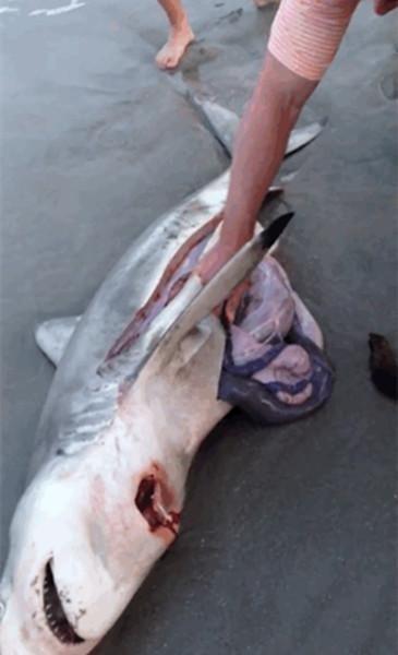 男子海边发现一死去的鲨鱼,用刀割开其肚子却被吓了一跳