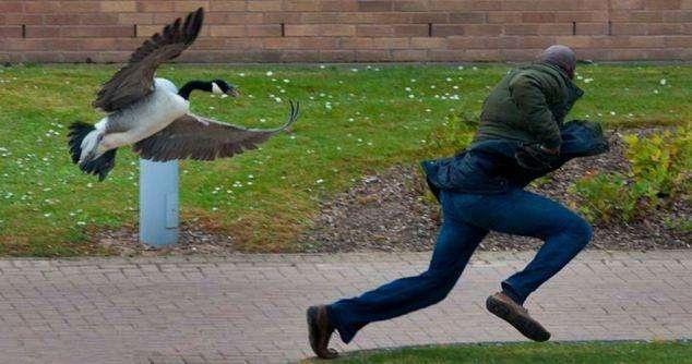 为什么鹅会追着人不放科学家特殊结构的眼在给它壮胆