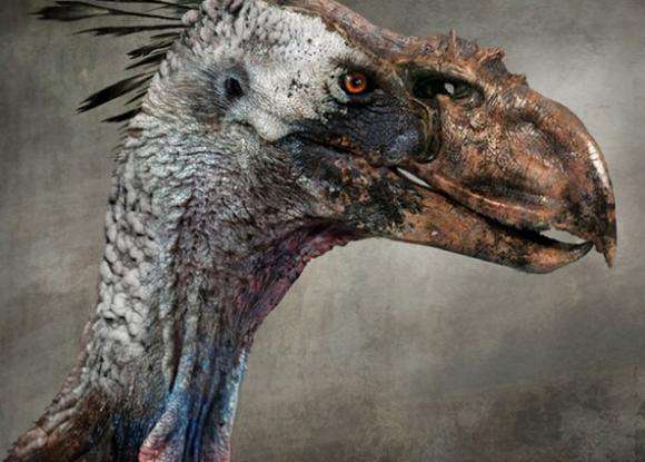 南美伐木工发现灭绝的屠夫鸟,专家经过调查说:根本就没有这回事