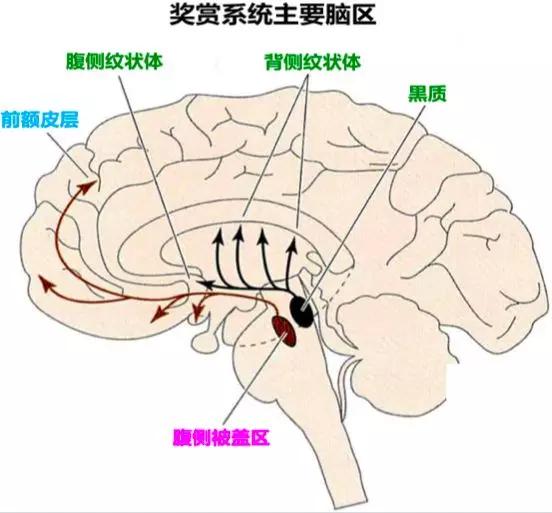 被音乐洗脑时你的脑子里都发生了什么