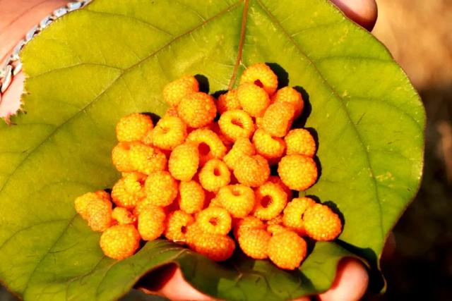 要是没吃过这野果,就不算是云南人