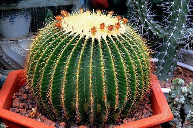 新人养仙人球,老花匠教你3招,不仅长得快,而且开花鲜艳又大朵