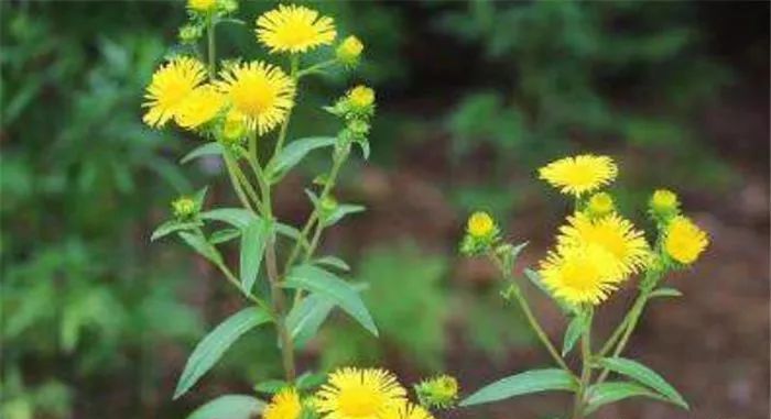 农村河边的小黄花,以前被农民忽视,如今价值珍贵,20元一斤