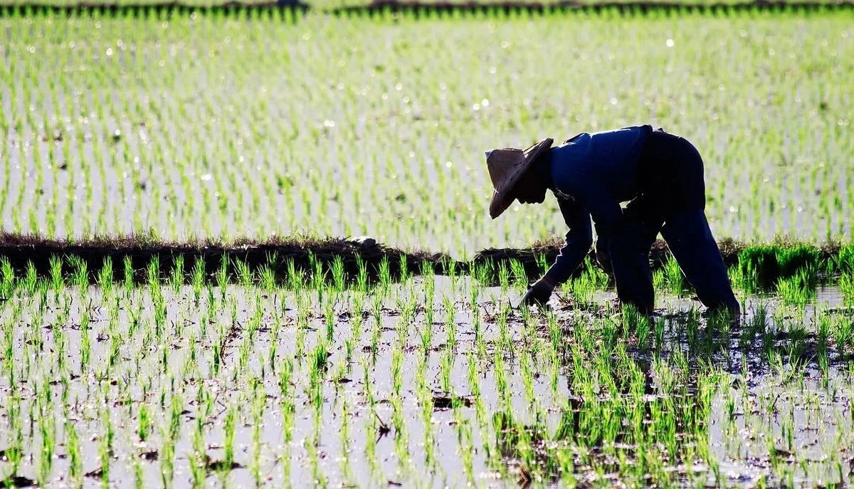 越南提醒:你们的田土荒了,你们要自己种大米了,再不种就挨饿了