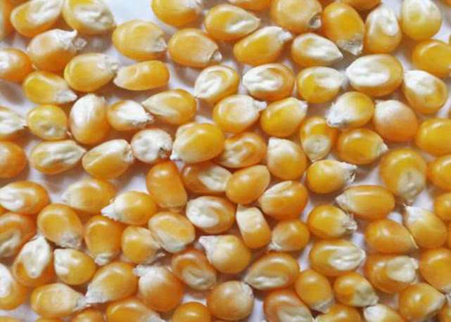 橘子皮配玉米粒,垂钓鲤鱼草鱼效果超好!附配方