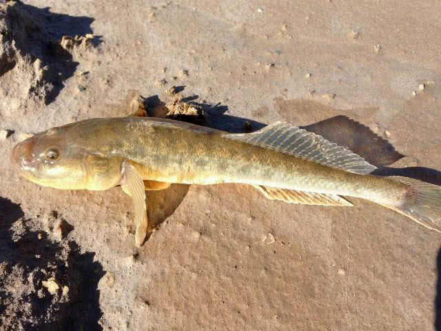 海边咸淡水交汇处钓沙光鱼嘴大贪吃一竿能钓上四五条