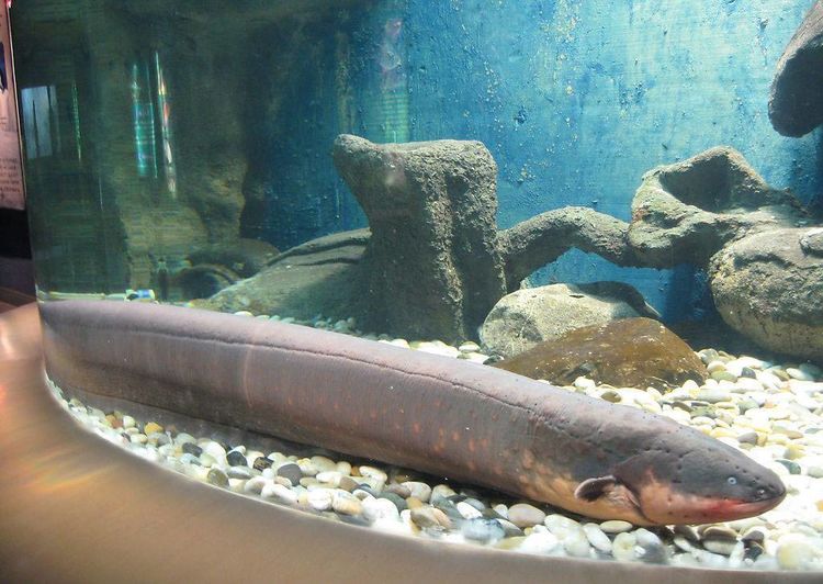 男子用手触摸电鳗,本事为了满足好奇心,结果彻底悲剧了