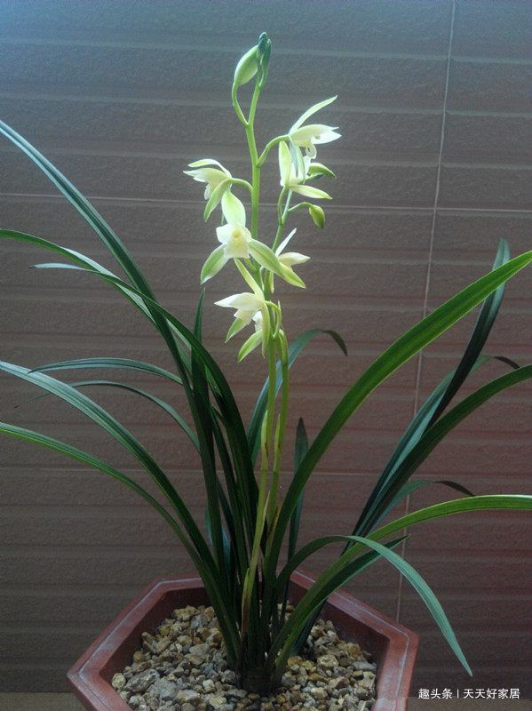 珍品月季"土星王阳台,花色橙黄,美丽怡人,你值得拥有