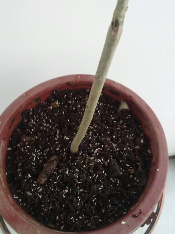 春暖花开时小黑飞也泛滥了,简单一招将其赶尽杀绝,一个活口不留