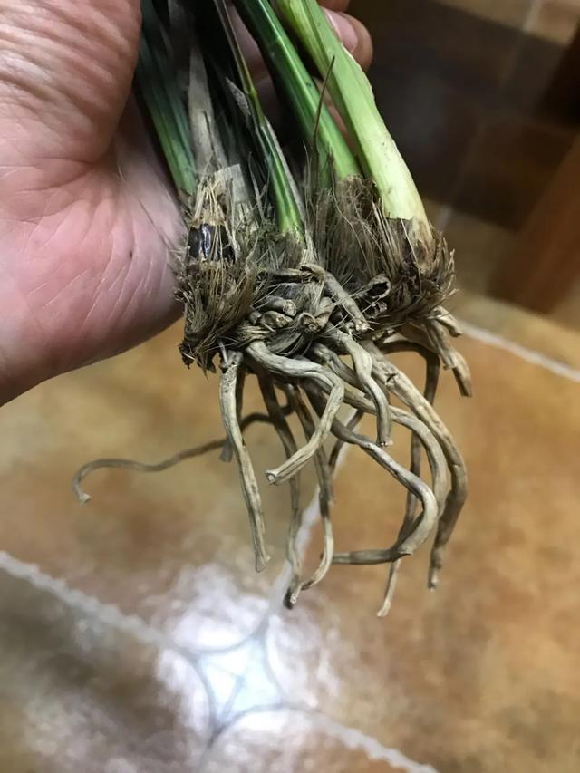 花烂根了别丢塑料袋里捂一捂大白根立马蹭蹭冒