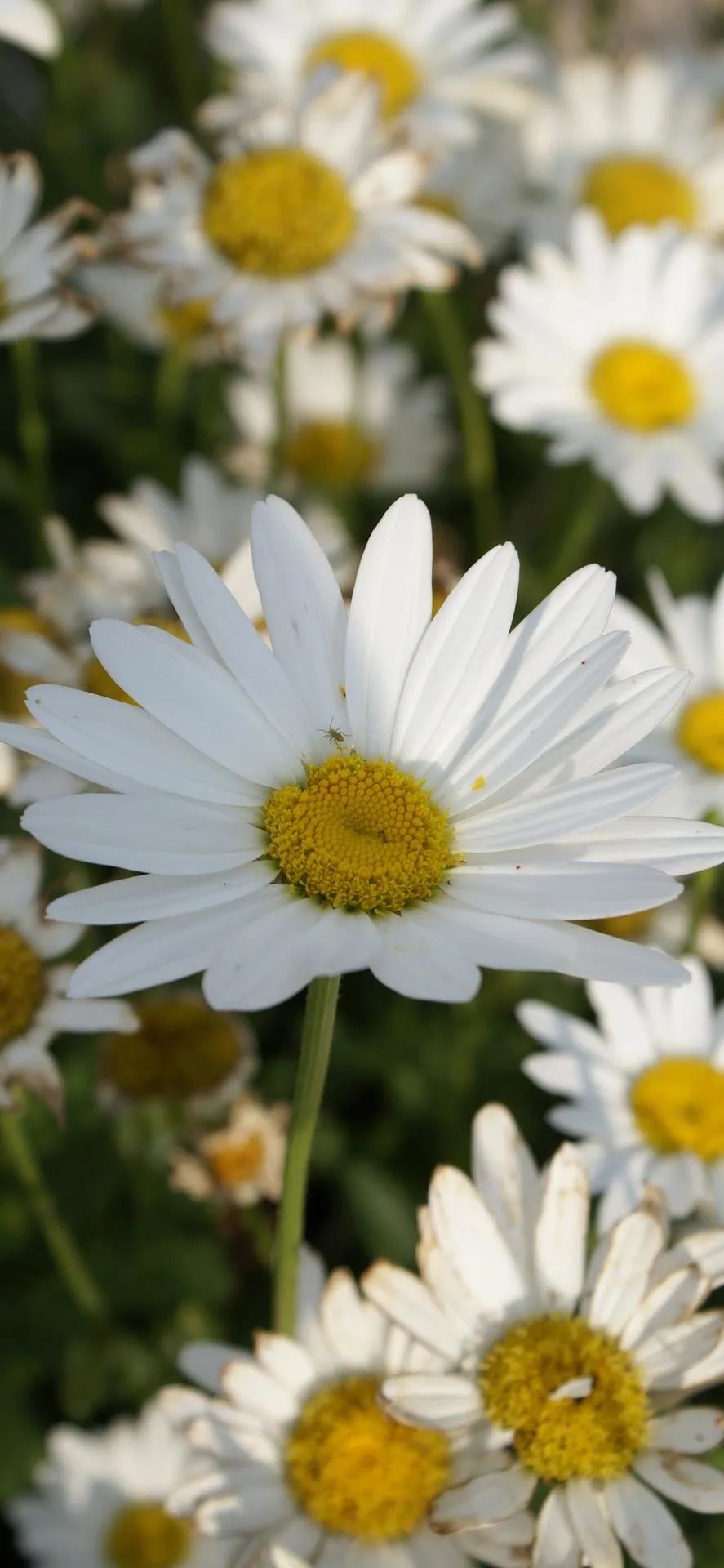 代表重生和希望的花(代表重生和希望的花是什么花)