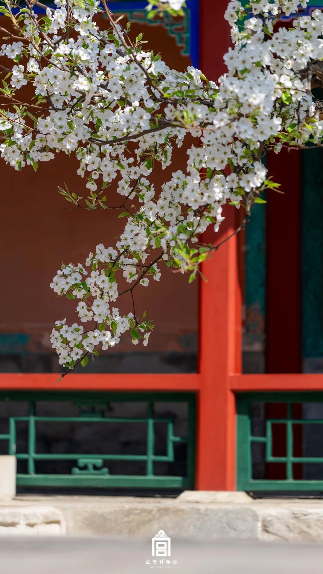 看故宫里的春天