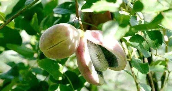 人称"香蜜果",口感比蜜甜,一斤卖20元,市场需求高,可种吗|口感|果实|