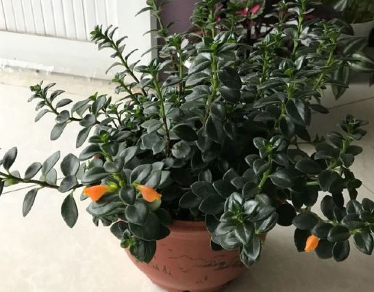 新手养花,不如养盆花中精品"茼蒿菊",花色淡雅,觉得易养