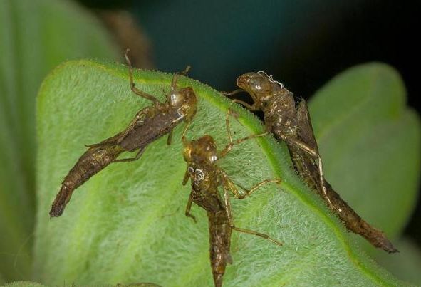 很多朋友都见过,但是却不知道它的名字,这种小昆虫就叫做"水虿(chai)"