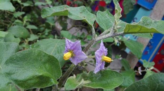 山沟沟一种带刺的野草,名叫"刺天茄",繁殖快结果子,价值高