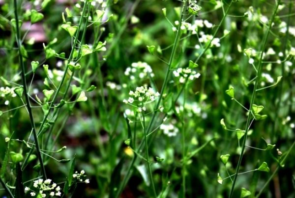春天野菜赛黄金,教你2种做法营养又好吃,养生又健康|蒲公英|野菜|荠菜