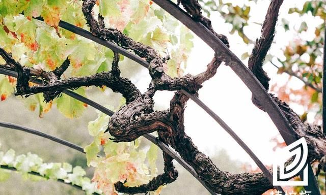 「植培施」葡萄vitis vinifera 落叶藤本类栽培手册