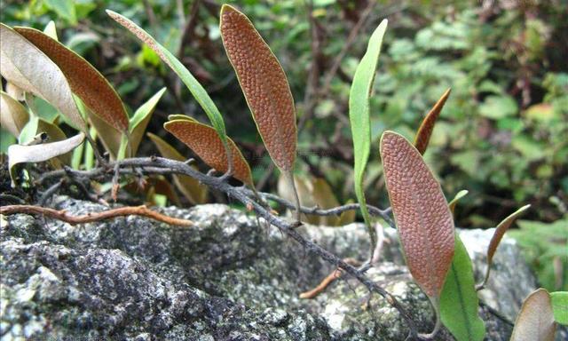 岩石上一种"石苇草",这也是寻常野草,遇到宝贝着错不了