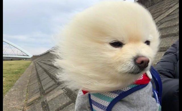 网友带博美去散步遇到大风,它的毛发都被吹直了,狗:吹啊吹啊!