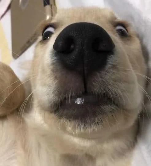 狗界上演甄嬛传,结果铲屎的被赐了一个大嘴巴子:让你花心!