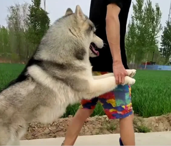 二哈跟主人遛遛突然放飞自我为了追回二哈主人拖鞋都跑飞了