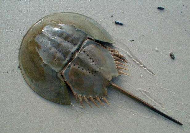 世上最古老的活化石生物血液十分特殊自愈能力极强至今仍存活