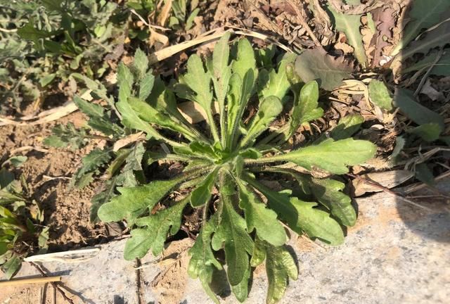 这9种和荠菜很像的野菜,你能分清吗?
