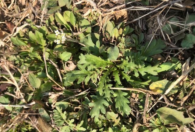 这9种和荠菜很像的野菜,你能分清吗?